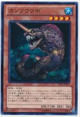 カンツウツボ